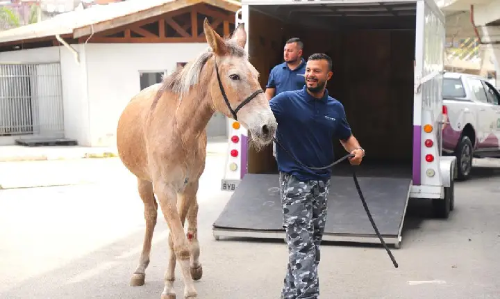 Animais em risco ganham atendimento e proteção em Barueri