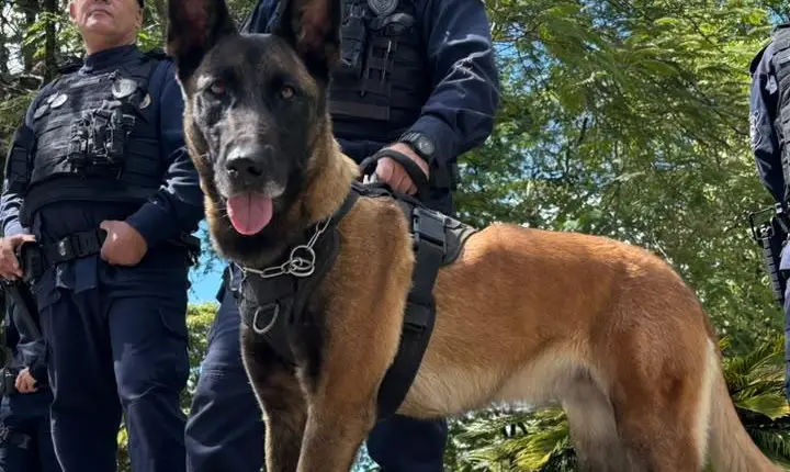 Cajamar recebe curso de operações com cães policiais com participação de forças de segurança da região