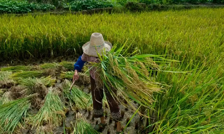 Garantia de direitos trabalhistas no campo ainda enfrenta desafios