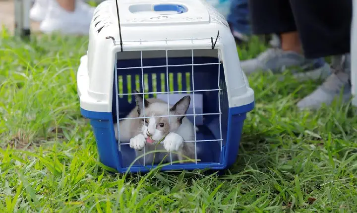 Prefeitura de Barueri abre agenda de castração gratuita para mais de 300 cães e gatos em julho