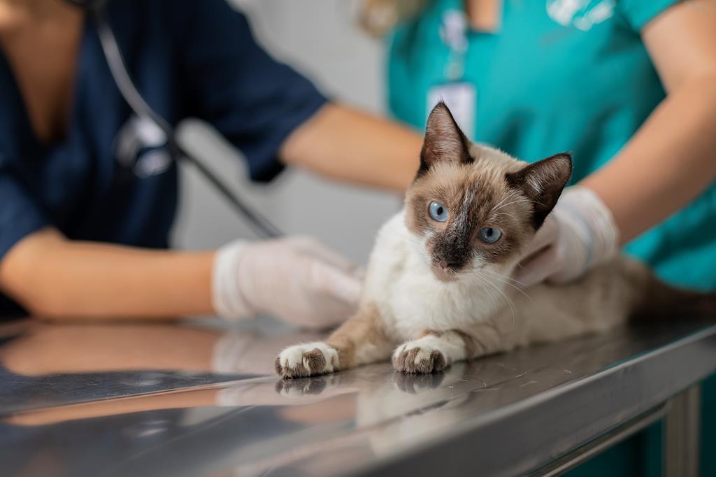 Agendamento de castração gratuita de pets ocorre no dia 3 de agosto
