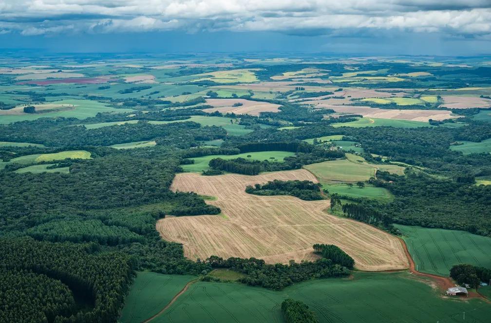 Desmatamento na Mata Atlântica cai 42% no país nos primeiros cinco meses do ano, diz relatório