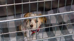 Projeto de lei aprovado diz que animais vendidos em pet shops sofrem 'trauma' e 'estresse'; lojistas veem estímulo ao comércio clandestino