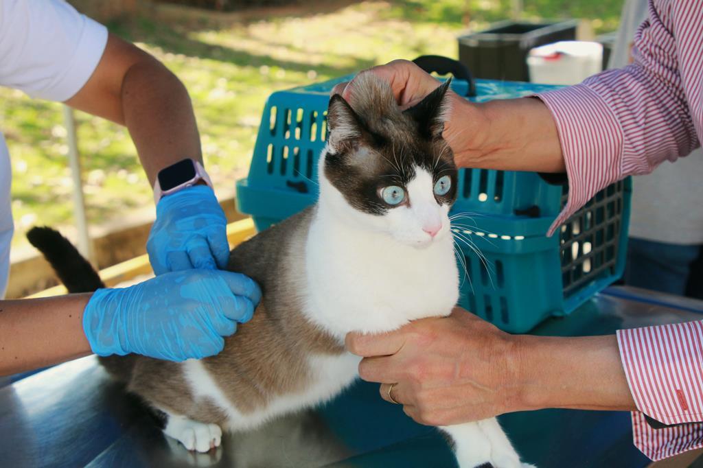 Vacinação contra raiva segue no mês de agosto