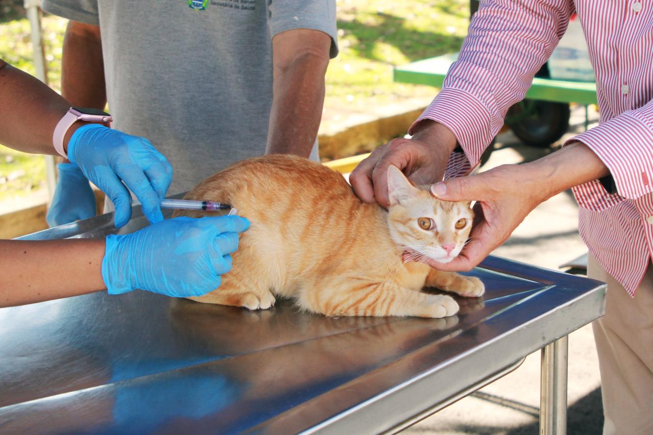 Vacinação contra raiva será ampliada no mês de setembro