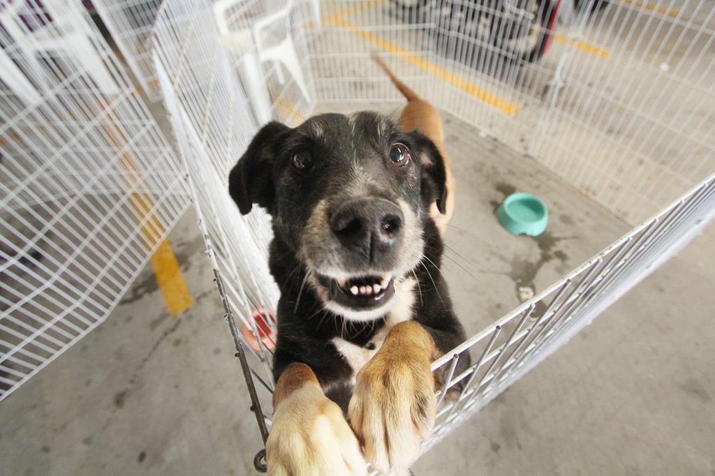 Feiras de adoção de pets de dezembro começam dia 1º