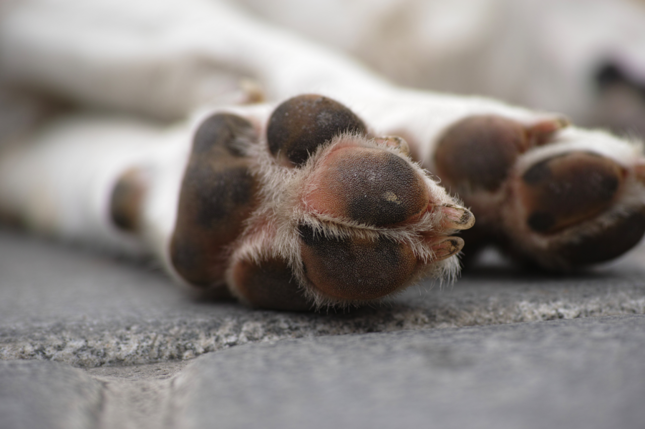 Orientações para o descarte responsável de animais de pequeno porte sem vida
