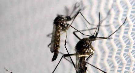 Governo de São Paulo decreta emergência para dengue no estado