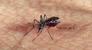 Osasco terá 3 Centros de Referência para atender morador com suspeita de dengue