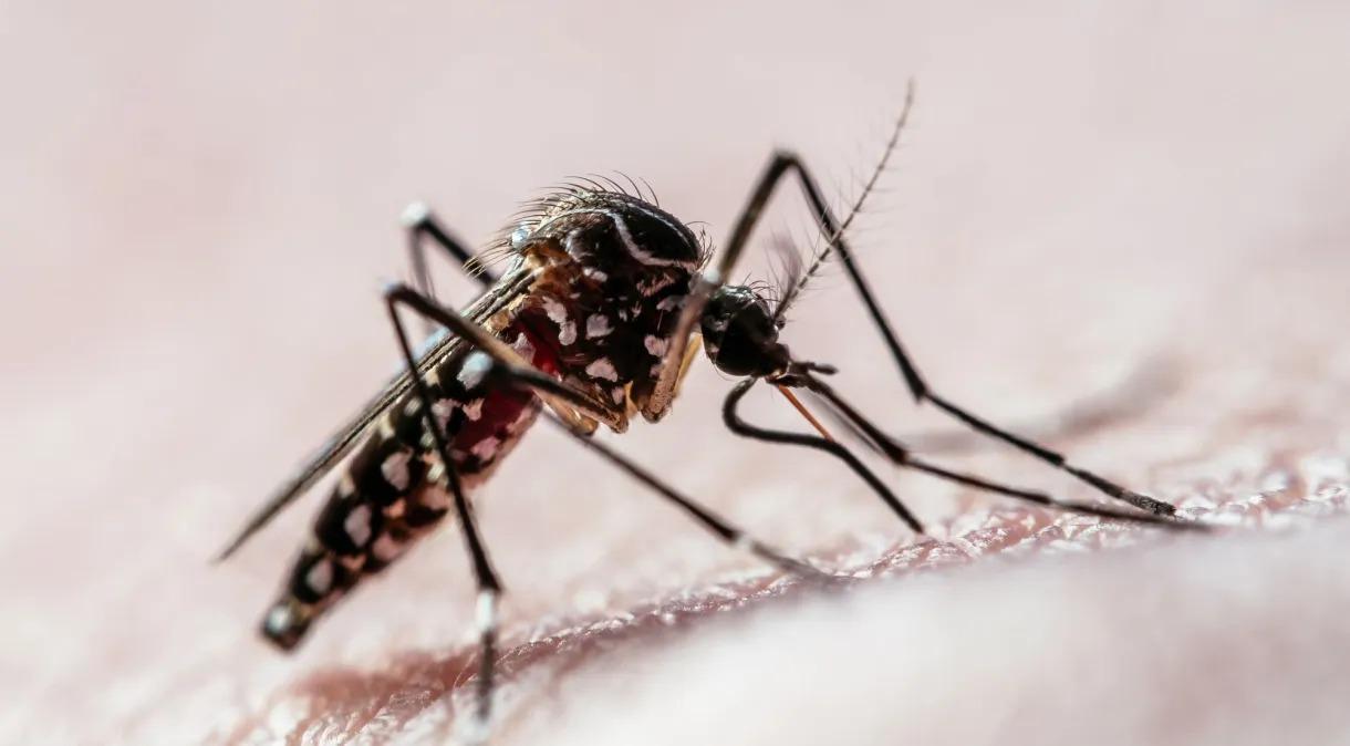 Vacinação contra dengue vai estar disponível nas escolas da capital paulista