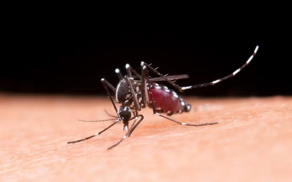 Cidade de SP recebe novas doses e vacinação contra a dengue deve ser retomada na segunda