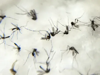 Brasil registra mais mortes por dengue que por covid-19 pela 1ª vez