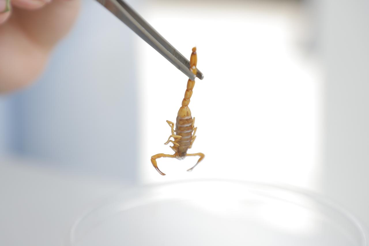 Tome cuidado com os animais peçonhentos