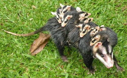 Época de Reprodução dos Saruês: Respeito e Cuidado com Nossos Vizinhos da Natureza