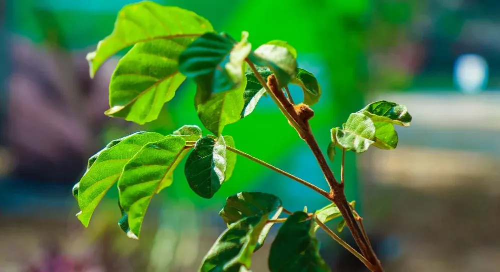Inscrições para o COMDEMA Osasco podem ser feitas até 11/7