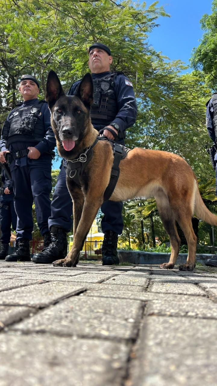 Cajamar recebe curso de operações com cães policiais com participação de forças de segurança da região